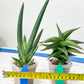 Rare Collections (#G3B) | Plant names in description. Msg for more photos.