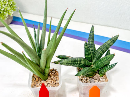 Rare Collections (#G6A) | Plant names in description. Msg for more photos.