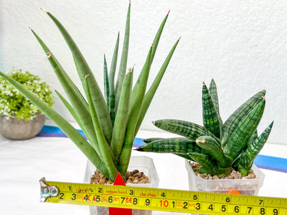 Rare Collections (#G6A) | Plant names in description. Msg for more photos.