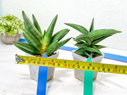 Rare Collections (#G6B) | Imported Plants | Rare Hybrid Species