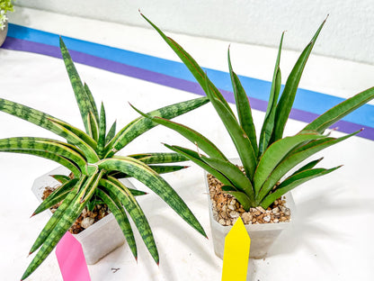 Rare Collections (#G6B) | Imported Plants | Rare Hybrid Species