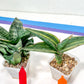 Rare Collections (#G6B) | Plant names in description. Msg for more photos.