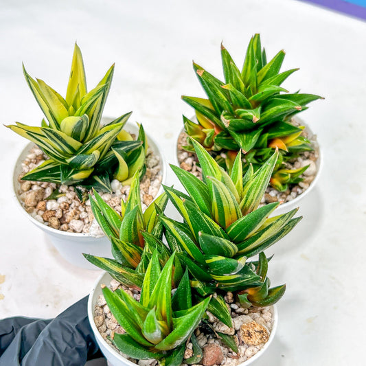Haworthiopsis Glabrata | Impored Haworthia | Rare Haworthia