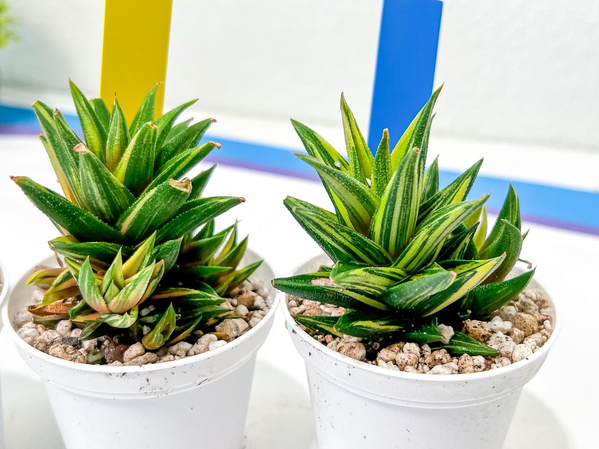 Haworthiopsis Glabrata | Impored Haworthia | Rare Haworthia