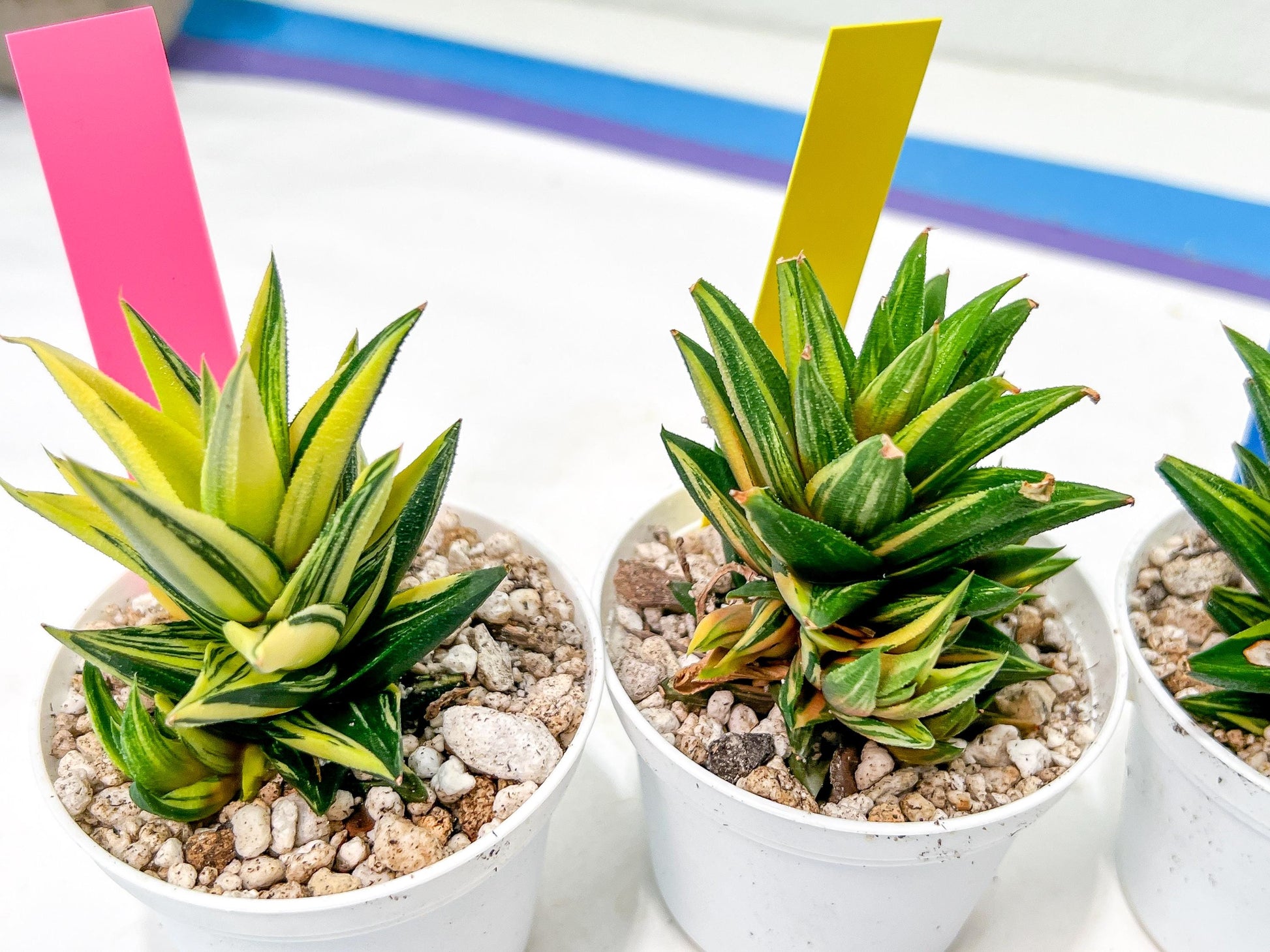 Haworthiopsis Glabrata | Impored Haworthia | Rare Haworthia