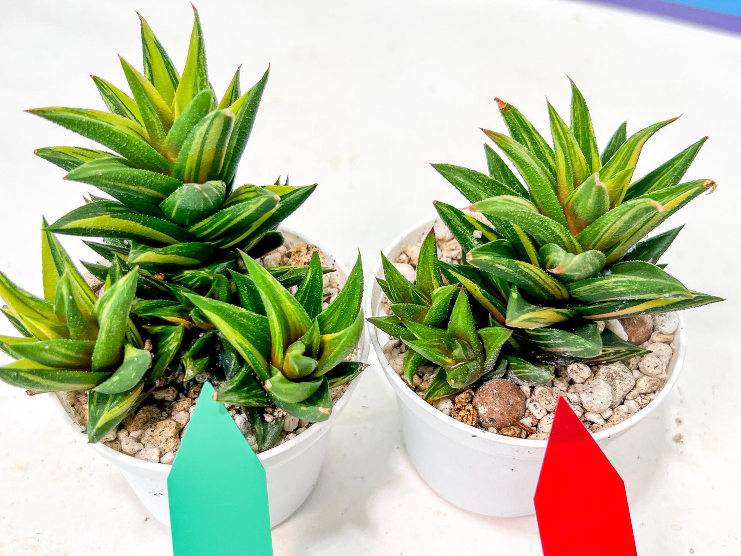 Haworthiopsis Glabrata | Impored Haworthia | Rare Haworthia