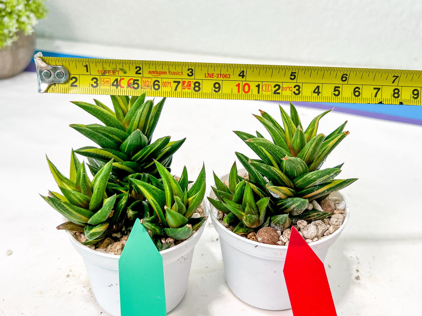 Haworthiopsis Glabrata | Impored Haworthia | Rare Haworthia