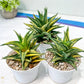 Haworthia Limifolia Hybrid Var | Impored Haworthia | Rare Haworthia