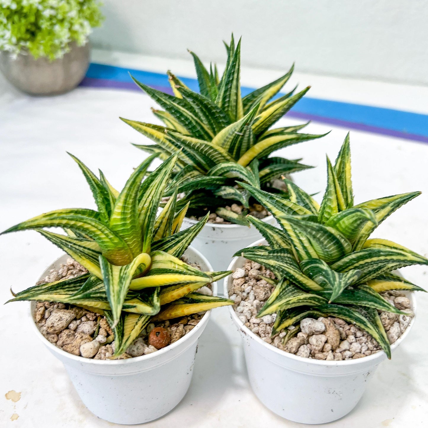 Haworthia Limifolia Hybrid Var | Impored Haworthia | Rare Haworthia