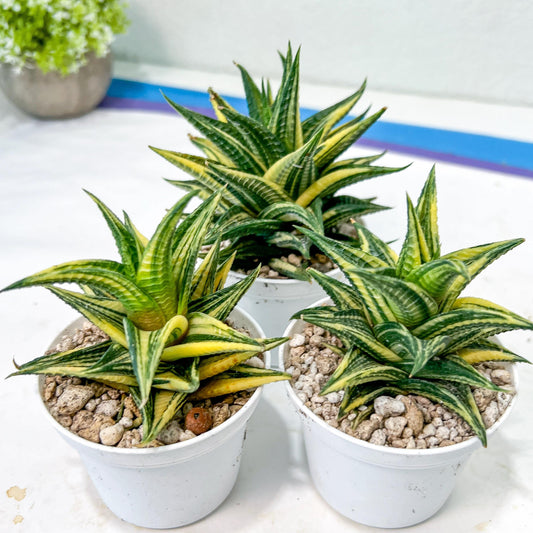 Haworthia Limifolia Hybrid Var | Impored Haworthia | Rare Haworthia