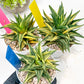 Haworthia Limifolia Hybrid Var | Impored Haworthia | Rare Haworthia