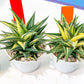 Haworthia Limifolia Hybrid Var | Impored Haworthia | Rare Haworthia
