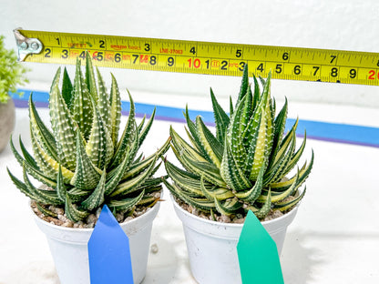 Haworthia Pumila Var Aurea | Impored Haworthia | Rare Haworthia