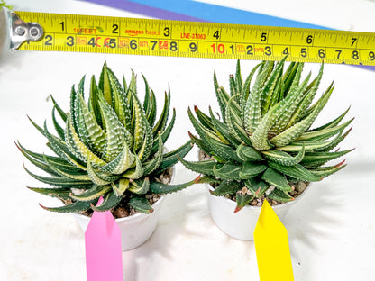 Haworthia Pumila Var Aurea | Impored Haworthia | Rare Haworthia