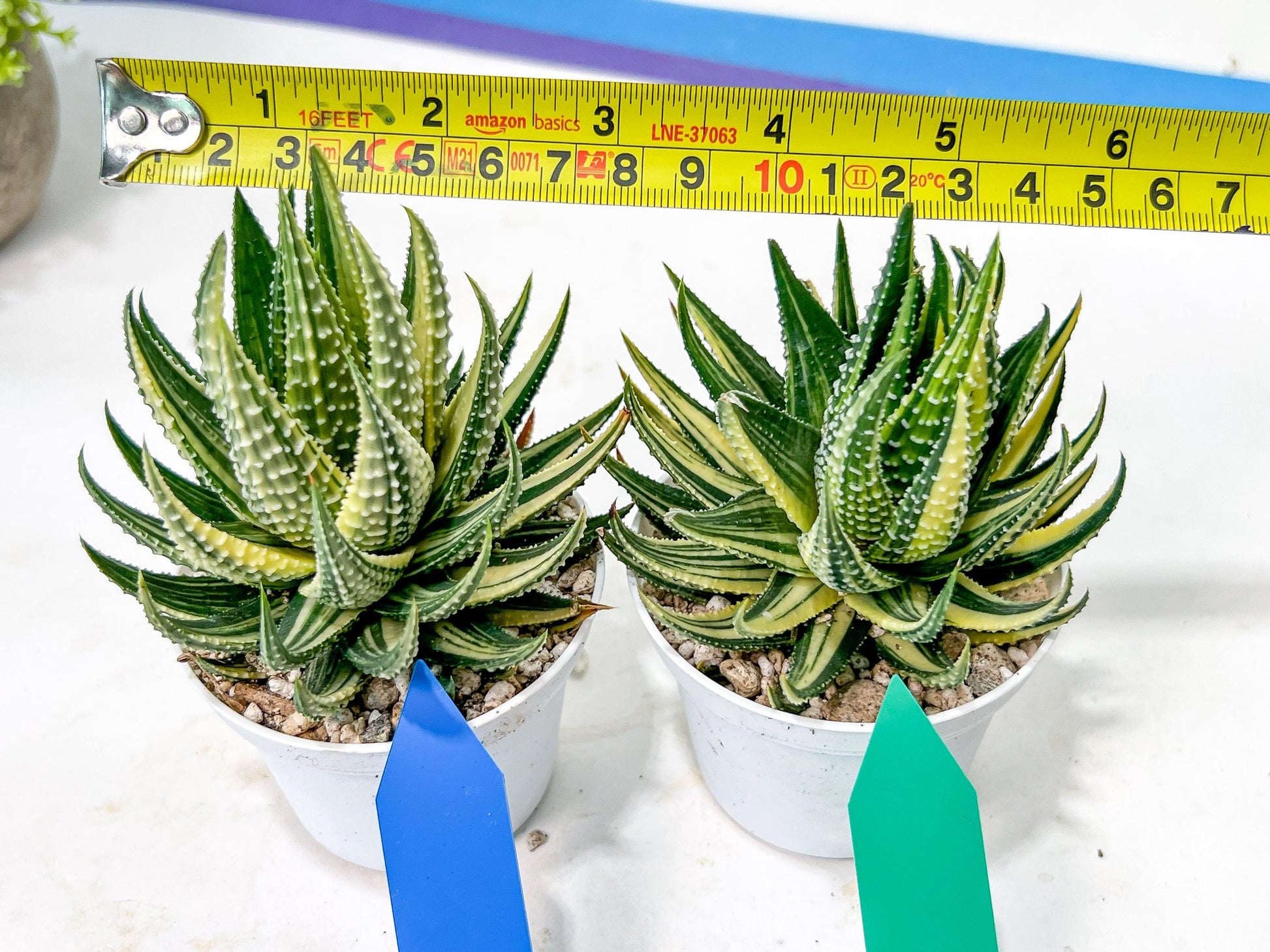 Haworthia Pumila Var Aurea | Impored Haworthia | Rare Haworthia