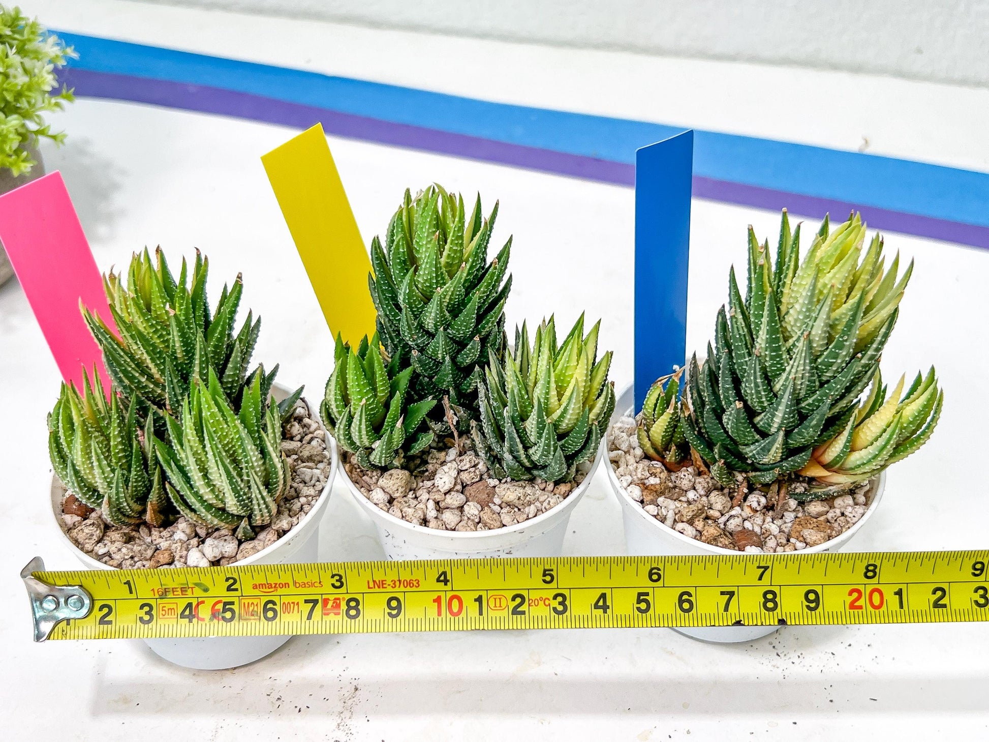 Haworthia Reinwardtii Var | Impored Haworthia | Rare Plants