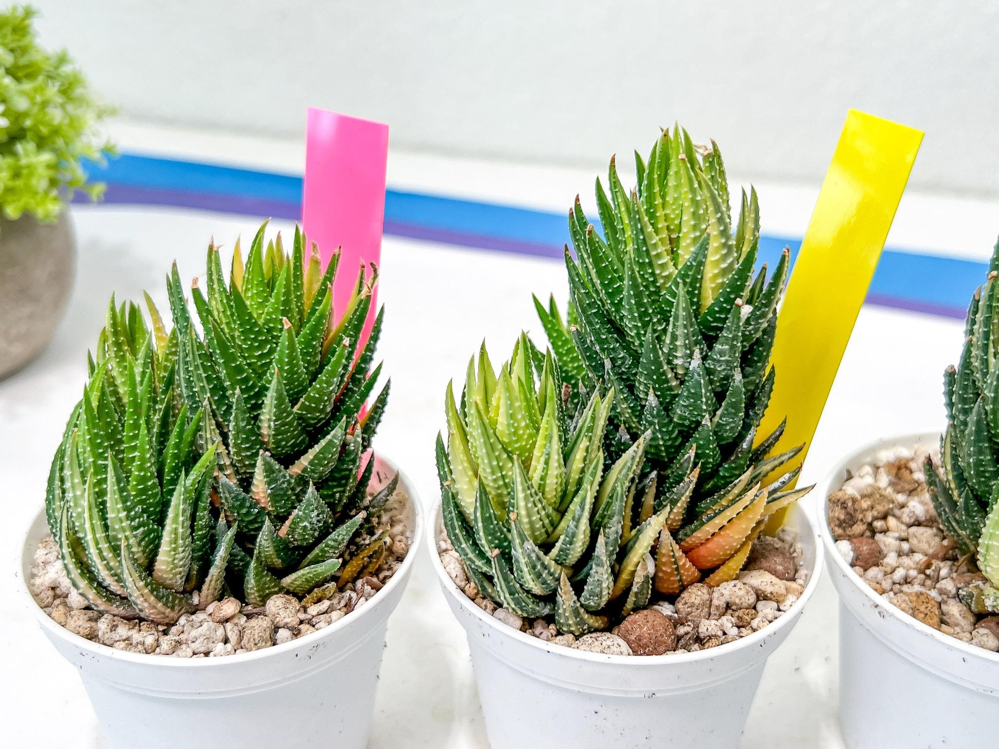 Haworthia Reinwardtii Var | Impored Haworthia | Rare Plants