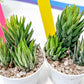 Haworthia Reinwardtii Var | Impored Haworthia | Rare Plants