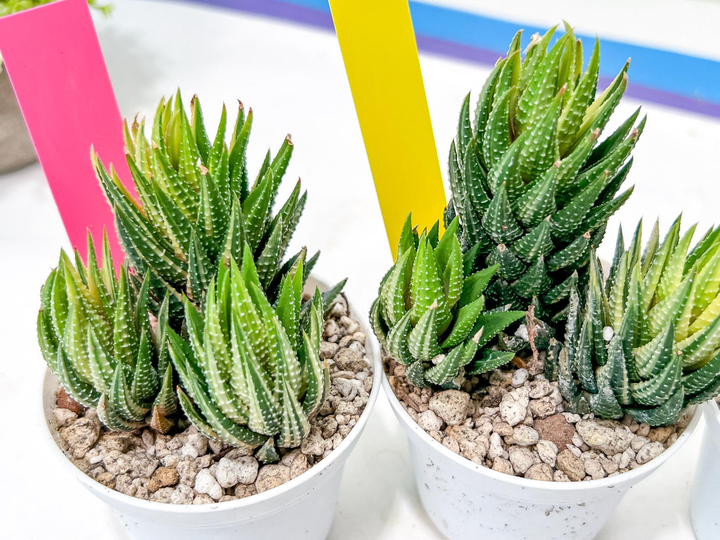 Haworthia Reinwardtii Var | Impored Haworthia | Rare Plants