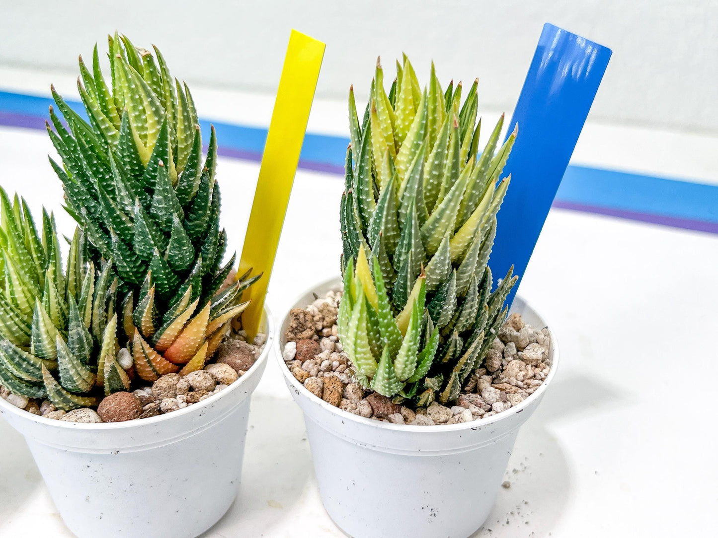Haworthia Reinwardtii Var | Impored Haworthia | Rare Plants