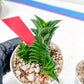 Haworthiopsis viscosa | Impored Haworthia | Rare Plants