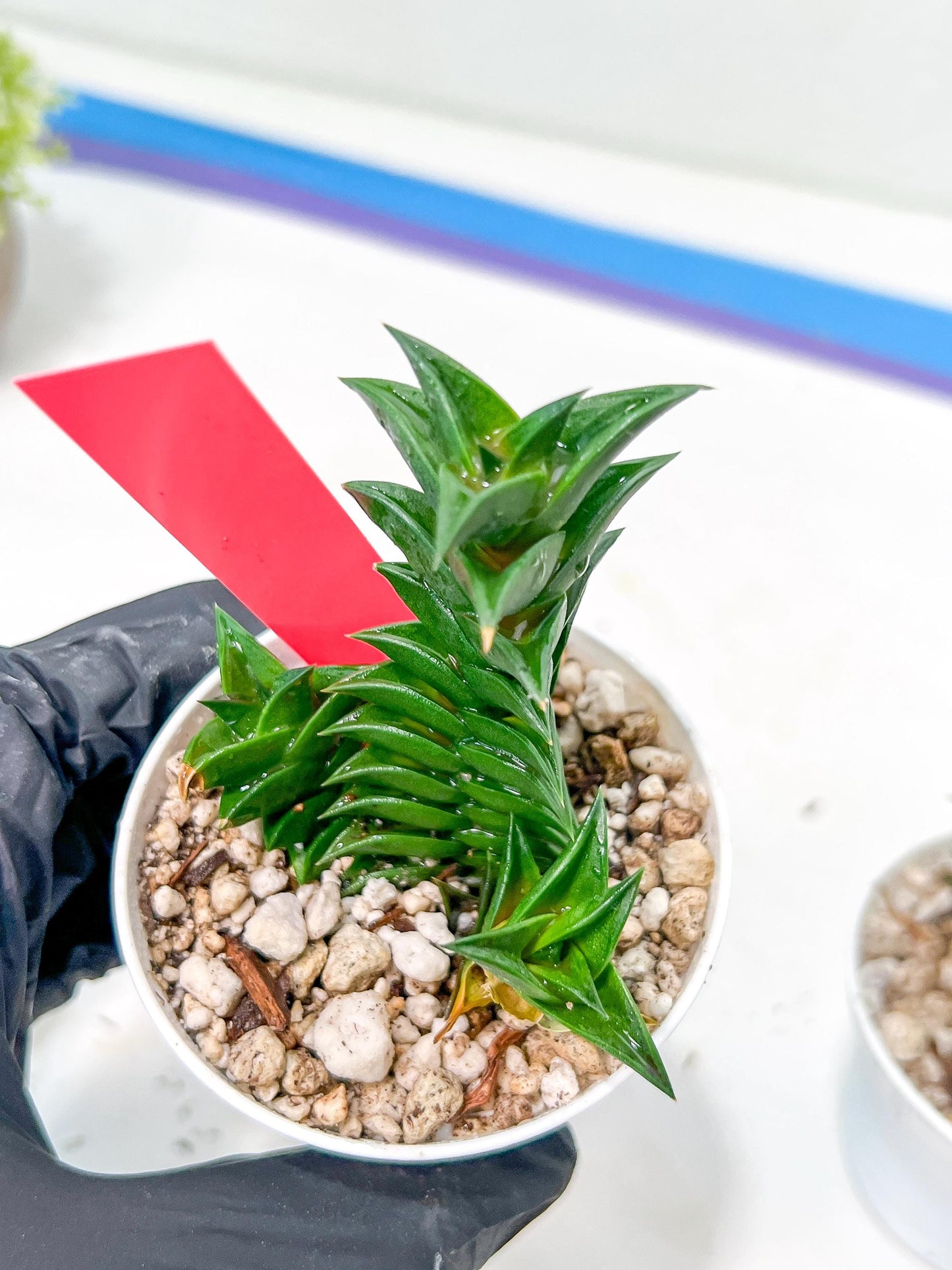 Haworthiopsis viscosa | Impored Haworthia | Rare Plants