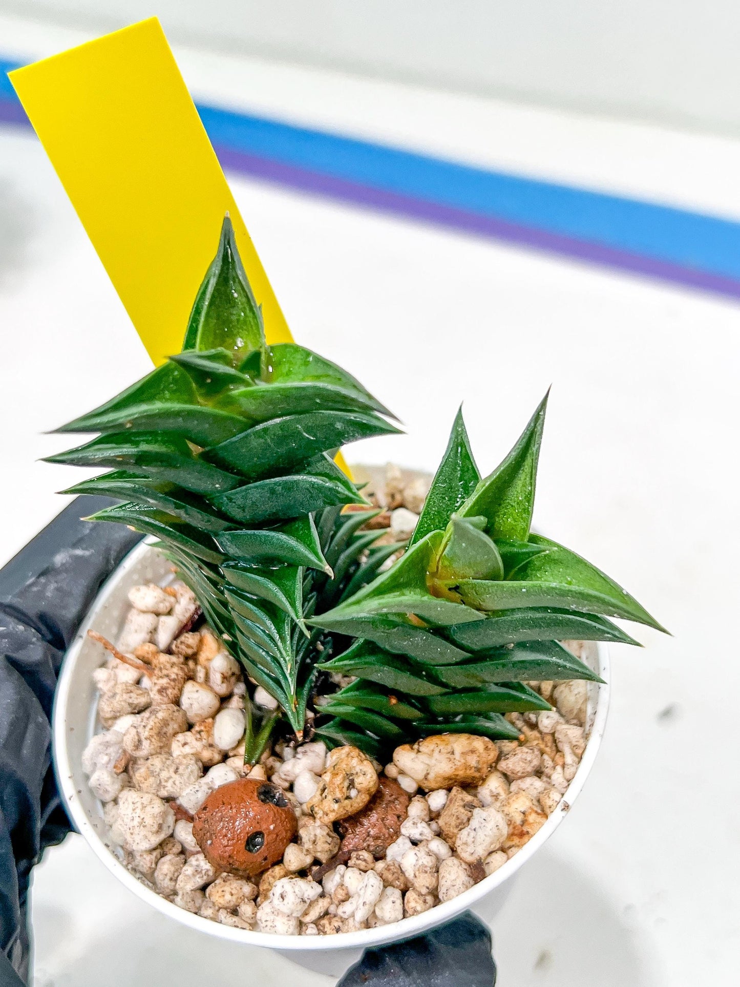 Haworthiopsis viscosa | Impored Haworthia | Rare Plants