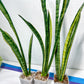 Sansevieria Trifasciata Parva Stick Var | Imported Plants | Rare Hybrid Species