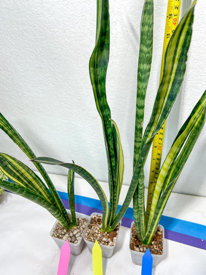 Sansevieria Trifasciata Parva Stick Var | Imported Plants | Rare Hybrid Species