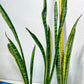 Sansevieria Trifasciata Parva Stick Var | Imported Plants | Rare Hybrid Species
