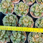 Haworthia Dojakudai Cobbledon | Imported Succulent
