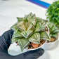 Haworthia Dojakudai Cobbledon | Imported Succulent
