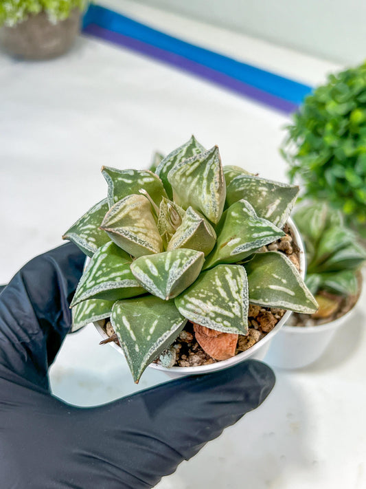 Haworthia Dojakudai Cobbledon | One-of-a-kind foliage—only a few available!