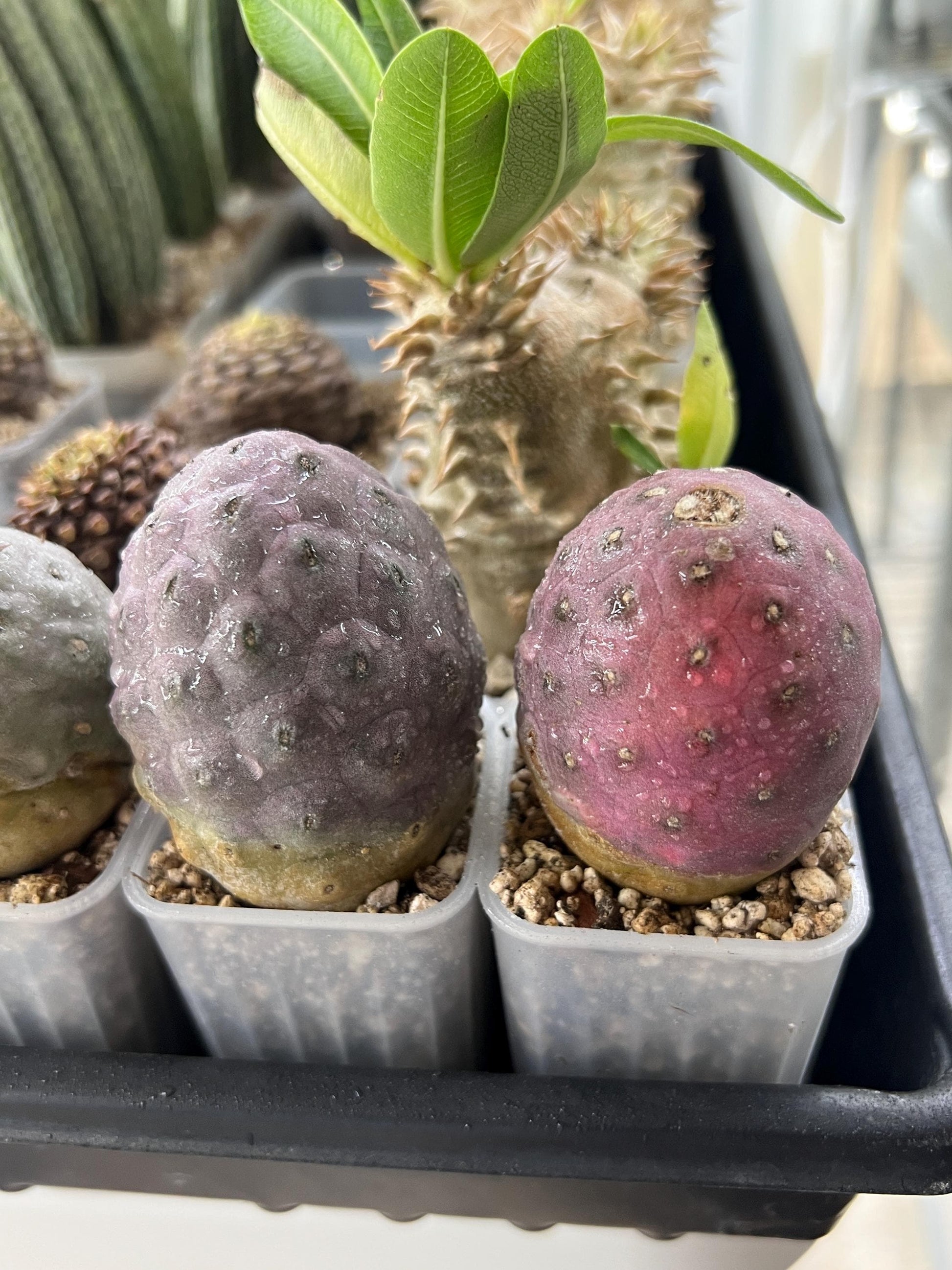 Rare Tephrocactus Geometricus: Single Ball Cactus