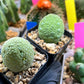 Migiurtinus Balls | Imported Cactus | Rare Succulent