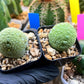 Migiurtinus Balls | Imported Cactus | Rare Succulent