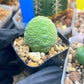 Migiurtinus Balls | Imported Cactus | Rare Succulent
