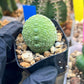 Migiurtinus Balls | Imported Cactus | Rare Succulent