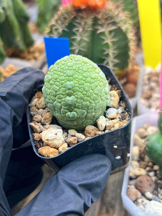 Migiurtinus Balls | Imported Cactus | Rare Succulent