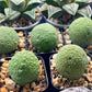 Migiurtinus Balls | Imported Cactus | Rare Succulent