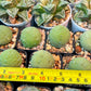 Migiurtinus Balls | Imported Cactus | Rare Succulent