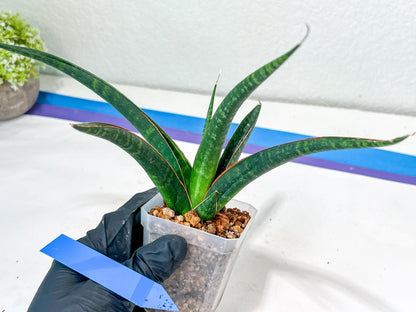 Sansevieria Snowie (#C8) | Imported Plants | Rare Hybrid Species