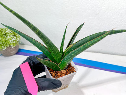 Sansevieria Snowie (#C8) | Imported Plants | Rare Hybrid Species