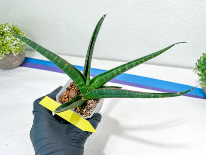 Sansevieria Snowie (#C8) | Imported Plants | Rare Hybrid Species