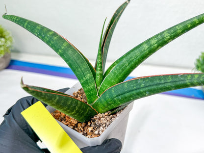 Sansevieria Snowie (#C8) | Imported Plants | Rare Hybrid Species