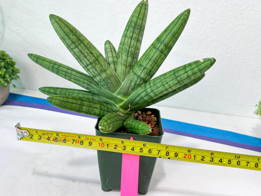 Sansevieria Manee XL (#C2) | Turn your space into a jungle of rare beauty