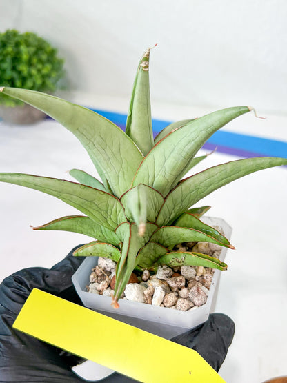 Sansevieria Asawin (A7) | Imported Plants | Rare Hybrid Species