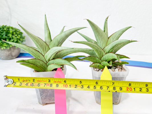 Sansevieria Asawin (A7) | Imported Plants | Rare Hybrid Species