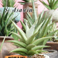 Sansevieria Asawin (A7) | Imported Plants | Rare Hybrid Species