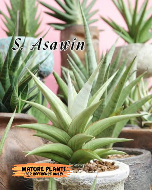 Sansevieria Asawin (A7) | Imported Plants | Rare Hybrid Species